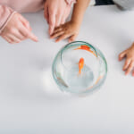 商標と金魚に関するイベント〜金魚を愛で、涼を感じる夏に