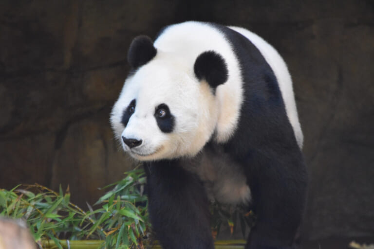 愛され続けるパンダの名前と商標登録のかかわり